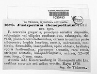 Fusisporium chenopodinum image